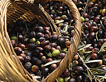 The Olive Basket